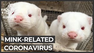 Denmark finds 214 people with mink-related coronavirus