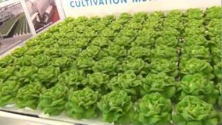 Shallow Water Culture - Hydroponic Lettuce