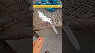 नए वाले बच्चे का नाम बताओ😍🕊️ #kabutar #Jackkabutar #pigeontraining #pets  #viral #shorts