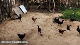 final de tarde de sexta-feira a mãe colocando milho para as galinhas 🐓🐔🌽🐓🌽🐓