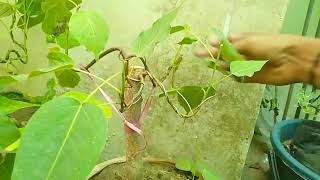 peepal tree bonsai || beautiful peepal tree //ficus religiosa || cuttings //3 years tree#youtube