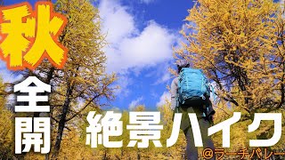 【紅葉登山】こんな光景今まで見たことなかった…黄金色に染まったカナディアンロッキーを夫婦で絶景ハイキング!!