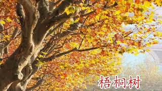 sycamore tree in autumn   梧桐树 演唱 溪水清幽   非常喜欢这首艺术歌曲。 旋律优美。歌词含义情深。 表达了对梧桐树淡淡的赞赏、欣喜和感叹，对自然、艺术、人生的感悟 。