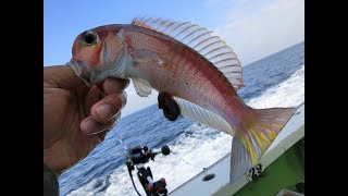 【相模湾アマダイ釣行】2022.2.15　小田原 坂口丸