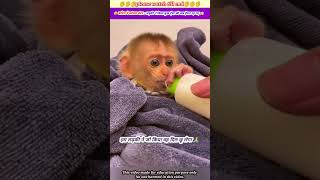 बारिश मे कांपता बंदर लड़की ने किया कुछ ऐसा की सब हैरान रह गए 😱🙏 #animal #animals #monkey