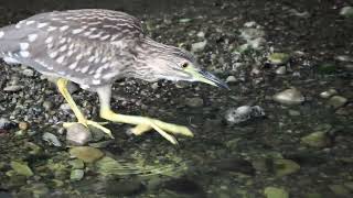 ゴイサギの幼鳥230921