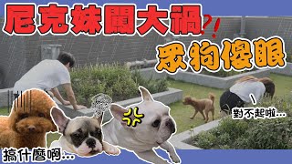 一豬小公主｜尼克妹闖大禍 眾狗傻眼 [抽飼料槍\u0026飛盤］