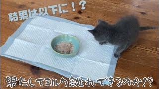 【保護猫】子猫が初の離乳食に挑戦！！果たして食べてくれるのか？？？