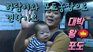 인천 포도농장 - 2미터까지 자라는 포도가 있다?? 고당도 포도 맛 보기!