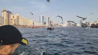 Birds Eating Bur Dubai l Bur Dubai