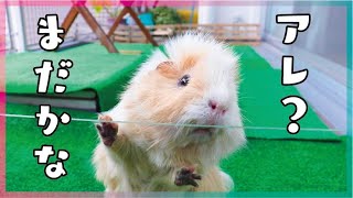 お野菜をねだるモルモットの夫婦　cute guineapig