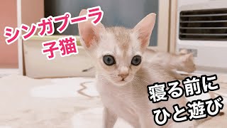 寝る前のひと遊びシンガプーラ子猫/アンファミリー