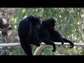 ［siamang］フクロテナガザル千葉市動物公園（2022年9月）