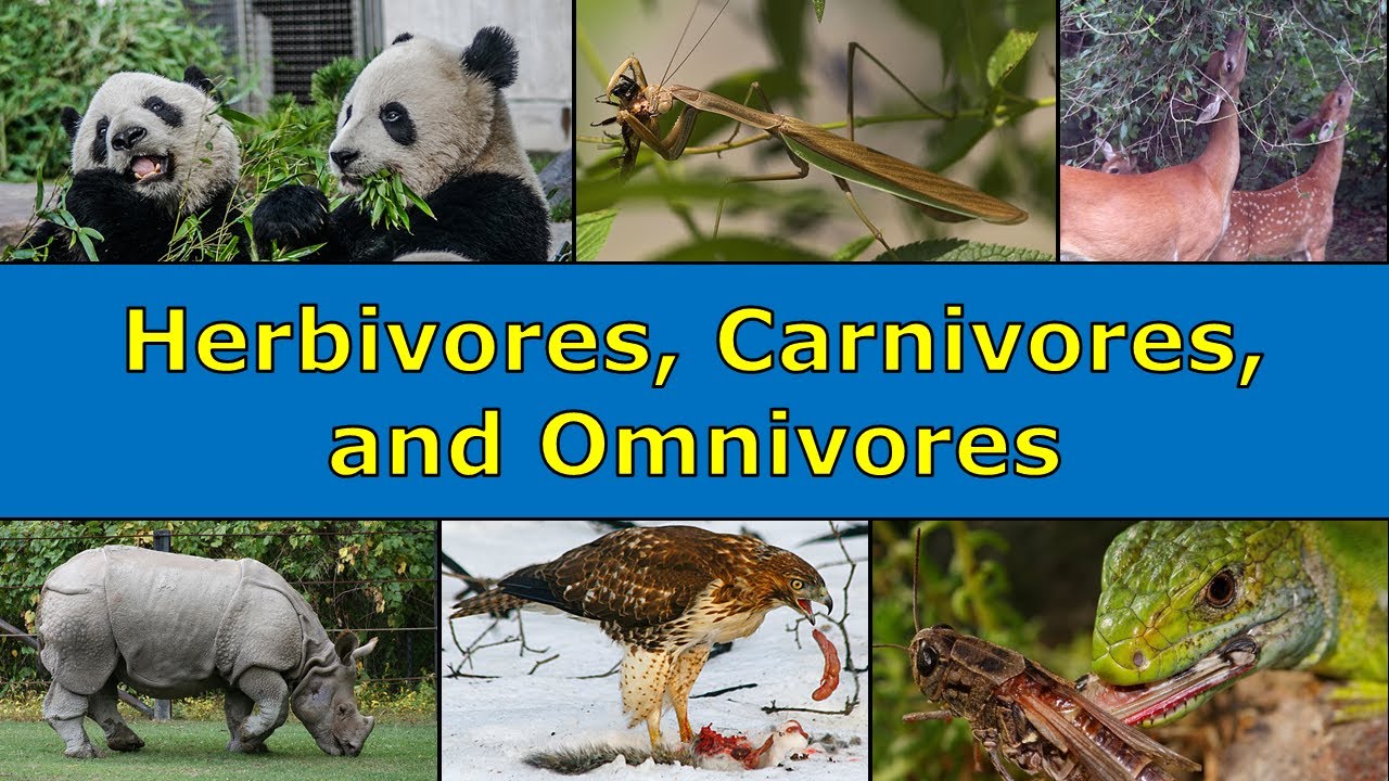 Herbivores Carnivores And Omnivores Overview Herbivores Carnivores And Omnivores Overview