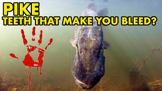 Do Pike Have Anticoagulant on Their Teeth? : UK FISH MYTHS