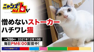 《第766回》他の猫の動きが気になる？ハチワレ三男モコちゃんのストーカーが憎めない。