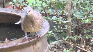 キジバト　幼鳥　巣立ち後６日目　水飲めた！