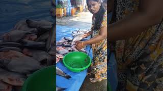 tirupur 🐟 Meen market...Arun Sabi..❤️