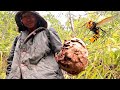 GIANT MURDER HORNET HUGE NEST REMOVAL,VESPA MANDARINIA,WASP MASSIVE,YELLOW JACKETS