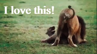 MALE LION KILLS HYENA - New Epic Compilation