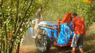 Hazelnut Harvest 2013