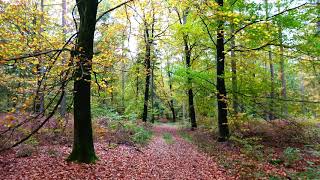 Mooie herfstkleuren in het bos 4K.