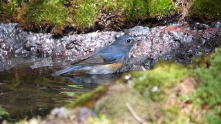 奥庭自然公園のルリビタキ（雄）の水浴び 　その２５（4K60P動画）