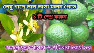 🍋লেবু গাছে দ্রুত ফুল আনতে ও গুটি ঝরা রোধ করতে ১ বার স্প্রে করুন। Lemon plant care in February