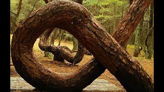 Poland’s Mysterious ‘Crooked Forest’