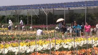 伊江島　世界のゆり花壇