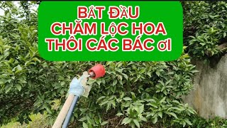 TUYỆT - 1 mùa lộc hoa đầy hứa hẹn trên nhà vườn *hoa quả sạch cao phong*/ nha vườn các bác sao rùi