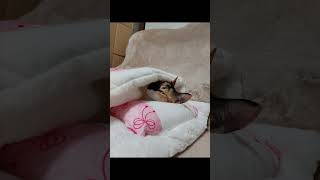 もふもふ　お布団　#猫 #shorts #お布団　＃枕　＃猫の寝相