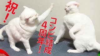 祝！珍妙白猫コンビ、結成4周年を迎える The funny white cat duo 'Marolins' 4th anniversary