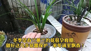 冬季是春兰蕙兰的孕蕾期，做好这几点花苞保护，来年满室飘香！