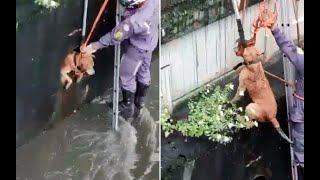 Bombeiros resgatam vira lata caramelo preso em tubulação em Salvador