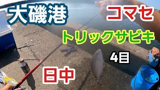 【大磯港】トリックサビキ日中、潮止まり寸前だけど コマセ使って 2023年9月下旬 大潮