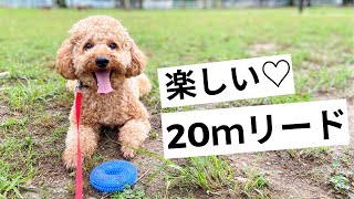 こんなに楽しい！🐻２０ｍロングリードで遊ぶ！愛犬トイプードルのボール遊び！😍【公園がドッグラン】Oliver the poodle