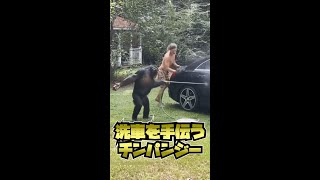 【チンパンジーも家族】一緒に洗車してる所が可愛い #shorts