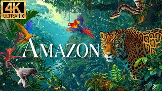 Amazon 4k The World S Largest Tropical Rainforest Amazon Rainforest