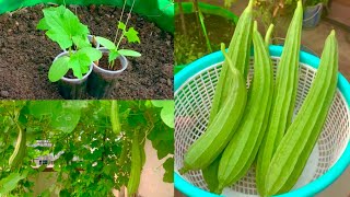 How To Grow Organic Ridge Gourd In Grow Bag Or Pot At Home Garden/Complete Tutorial On Ridge Gourd