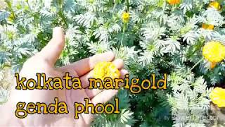 Kolkata marigold genda phool ki kheti कोलकाता मैरीगोल्ड गेंदा फूल की खेती बहुत फायदेमंद इसे कैसे करे