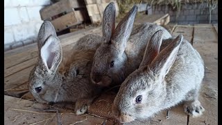 How to determine the sex of rabbits 1,5 months and earlier