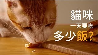 貓咪要吃多少飯？【好味貓知識】第一季｜EP2