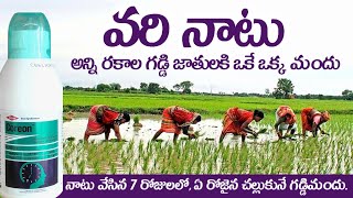 varilo kalupu nivarana | నాటు వేసిన మొదటి 7 రోజుల్లో చల్లుకునే కలుపుమందు #coreon #కొరియన్