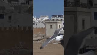 Essaouira