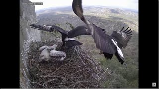 Selati Verreaux Black Eagles ~ Entire Family On Nest!  2 Rock Hyrax For Mom To Feed Her Chick 8.9.23