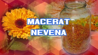 Izrada vrhunskog macerata nevena