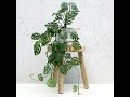 Monstera adansonii - Swiss Cheese Plant -Folha Plant Shop