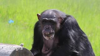 Springtime at Chimpanzee Sanctuary Northwest