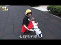 寵物情緣 魏蔓養狐狸犬圓媽咪夢 蘋果日報 20150124
